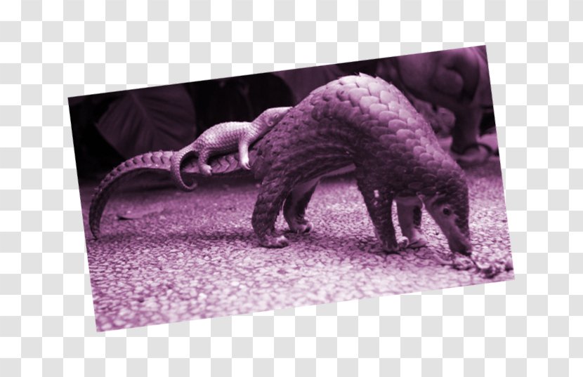 Anteater Pangolins Sunda Pangolin Scale Endangered Species - Chinese Transparent PNG