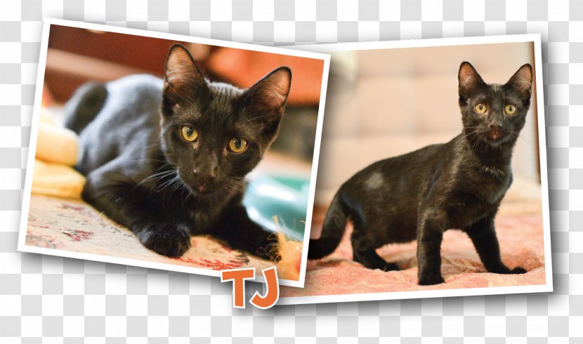 Bombay Cat Kitten Black Domestic Short-haired Carnivora - Yorkie Transparent PNG