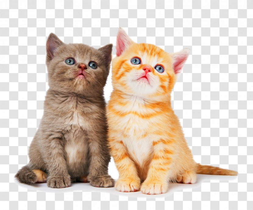 Ragdoll British Shorthair Kitten Dog Litter Box - Cat Transparent PNG
