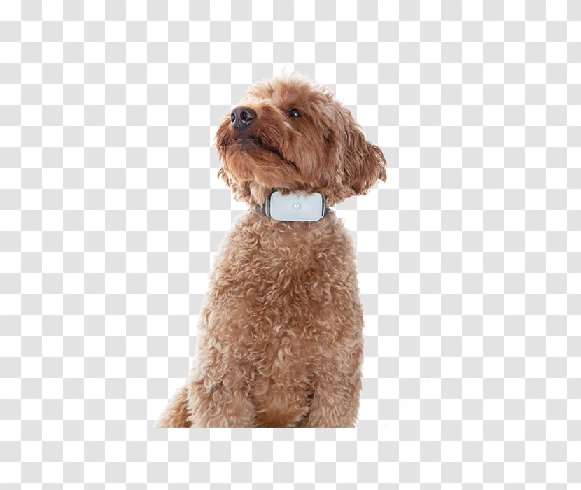 Miniature Poodle Cockapoo Schnoodle Toy Cavapoo - Collar - Puppy Transparent PNG
