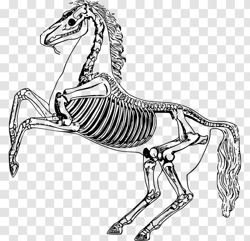 The Anatomy Of Horse Skeleton - Animal Figure Transparent PNG