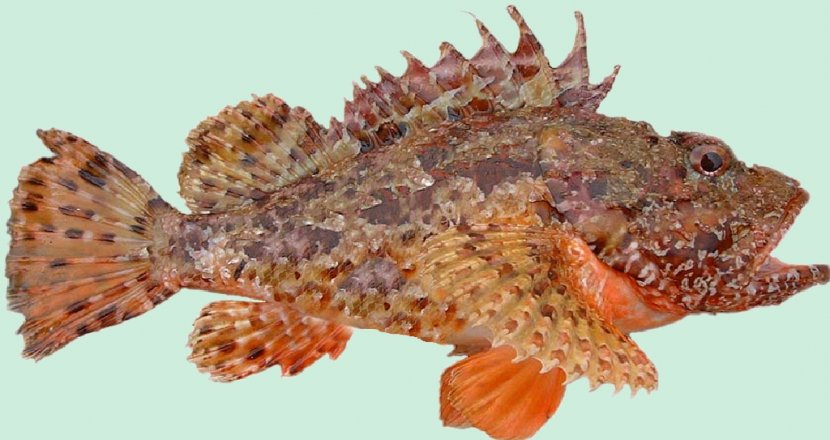 Fish Soup Black Scorpionfish Scorpaena Scrofa Bouillabaisse - Sub-stopper Transparent PNG