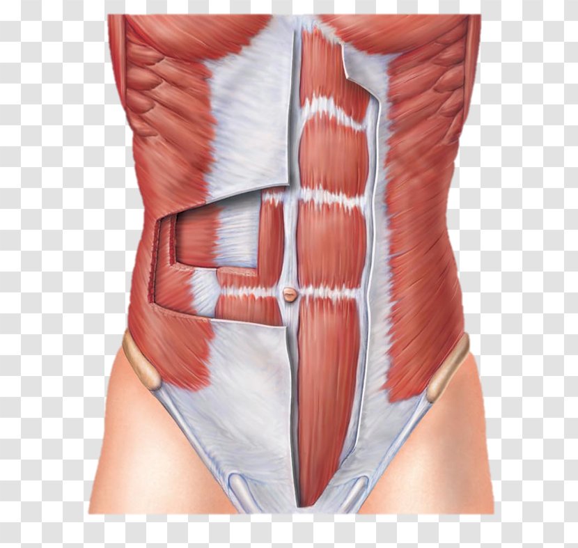 Rectus Abdominis Muscle Abdominal Wall Transverse Abdomen - Frame - Watercolor Transparent PNG