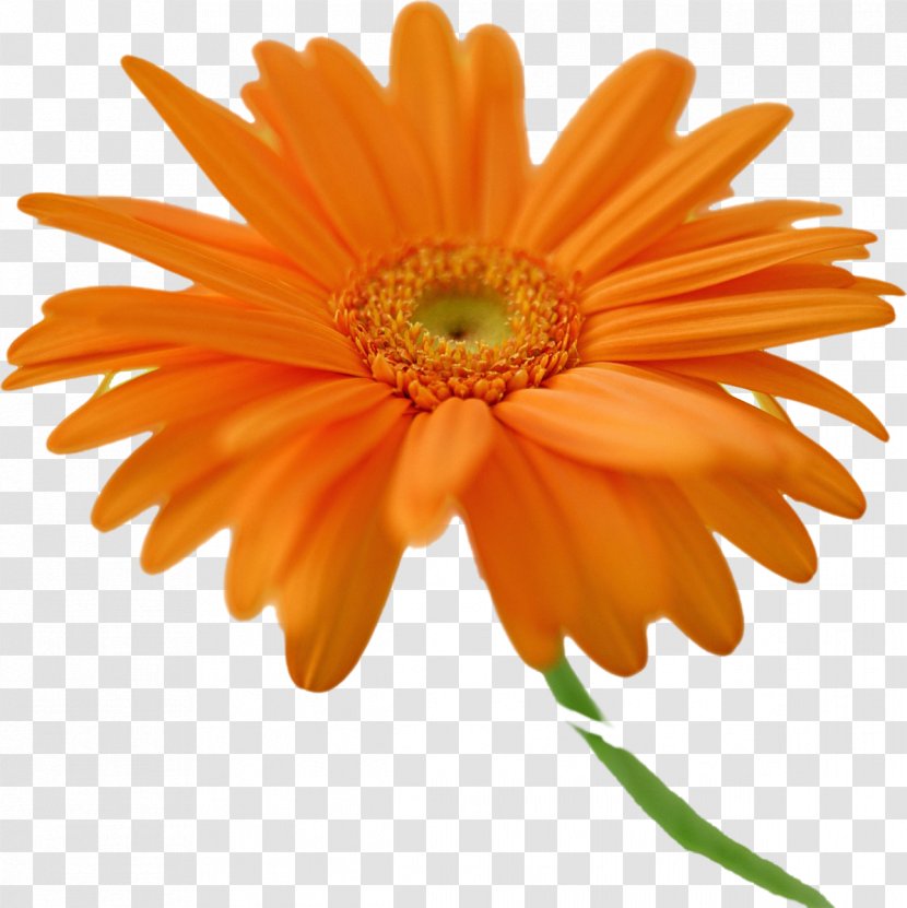 Transvaal Daisy Desktop Wallpaper Orange Flower Common - Petal - Gerbera Transparent PNG
