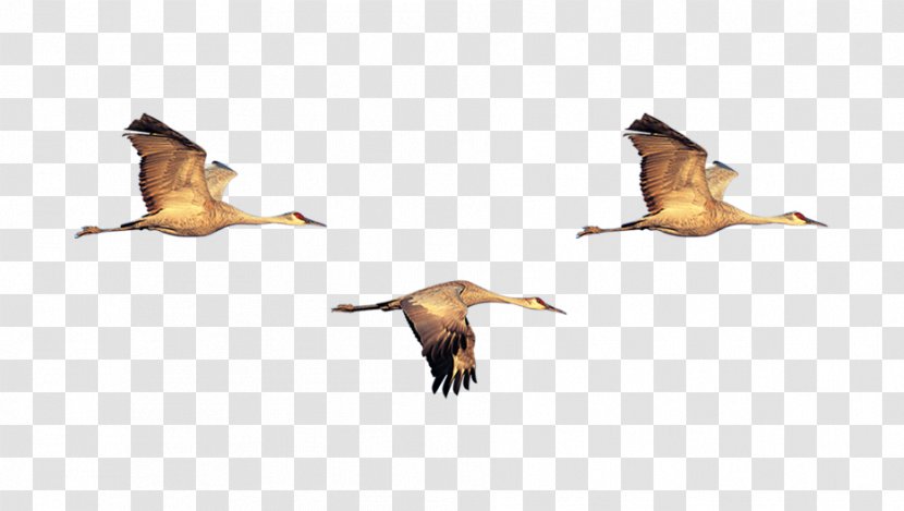 Duck Bird Swan Goose Flock - Ducks Geese And Swans - Crane Transparent PNG