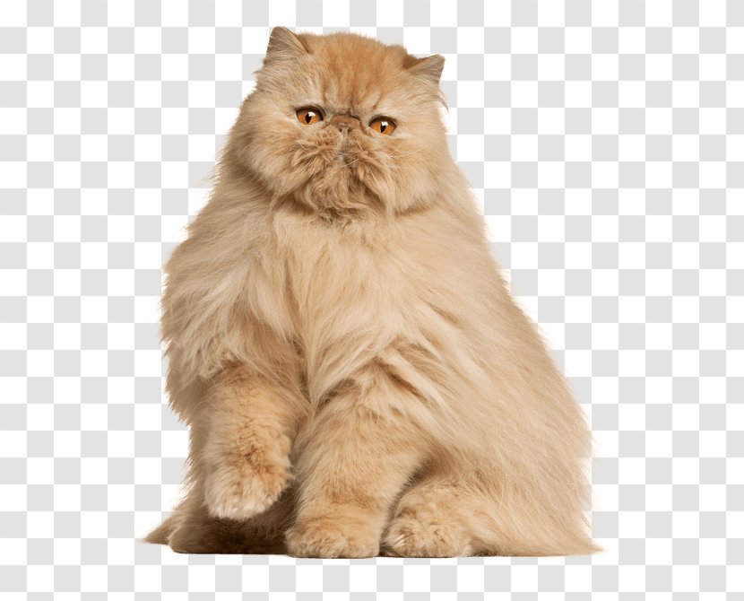 Persian Cat Maine Coon Norwegian Forest Munchkin Pet Sitting - Domestic Long Haired Transparent PNG