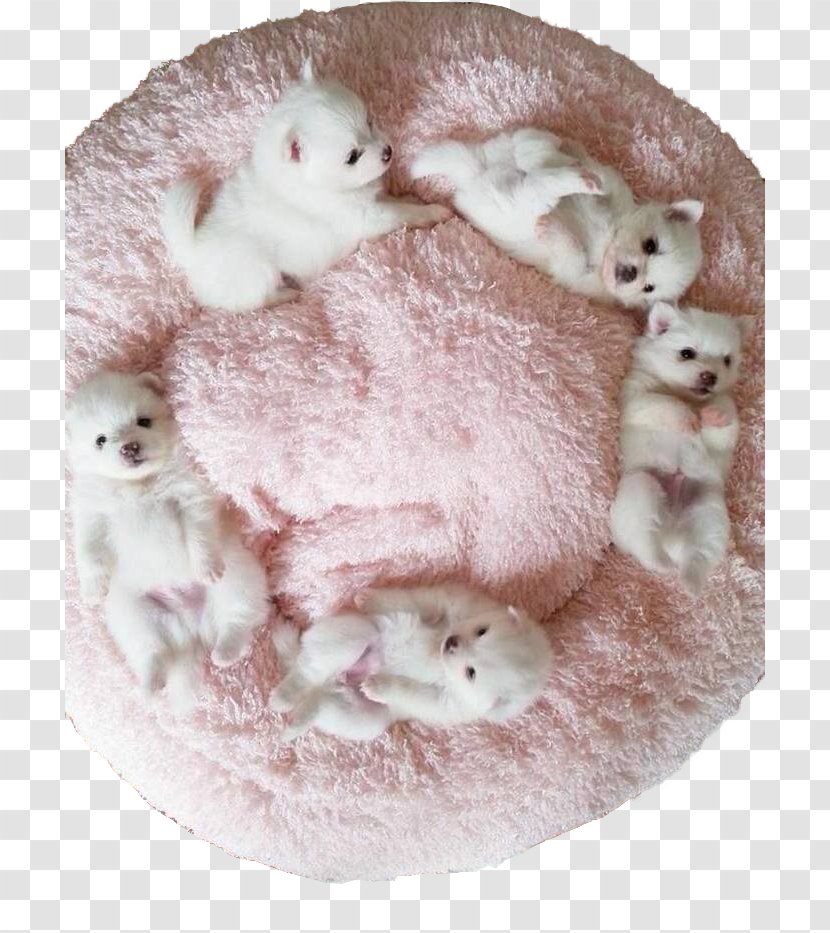 Pomeranian Dog American Eskimo Maltese Standard Schnauzer Chihuahua - Cuteness - A In Circle Transparent PNG