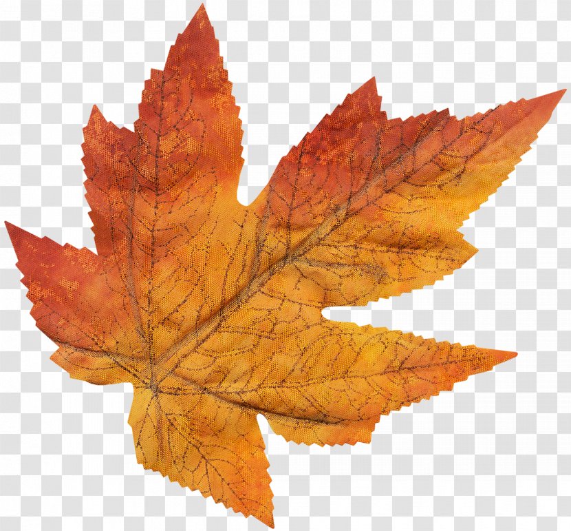 Maple Leaf Tree - Thanksgiving Transparent PNG
