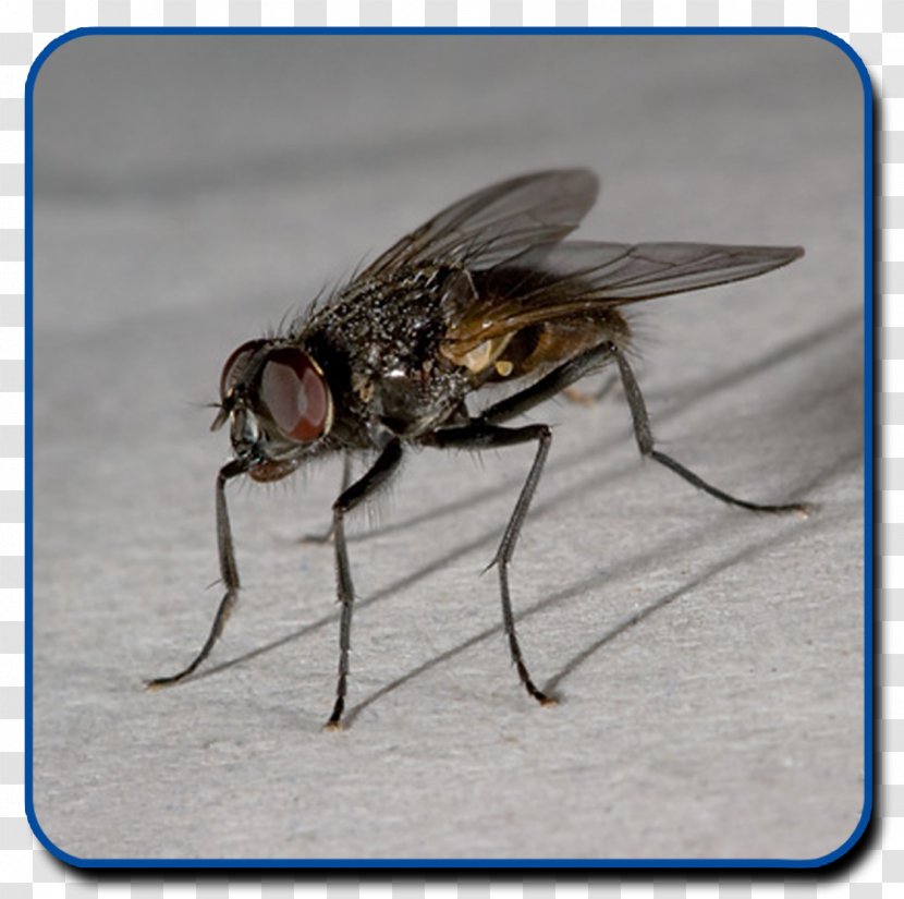 Fly Beetle Mosquito Pest - Vermin - Gravel Flying Transparent PNG