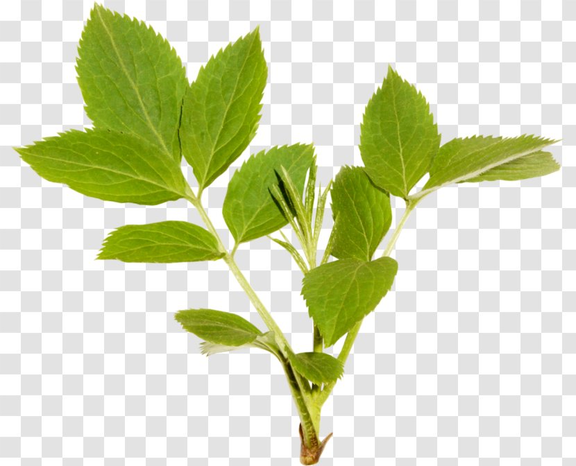 Leaf Herbalism Plant Stem Tree - Herbal Transparent PNG