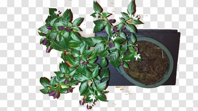 NuMex Twilight Chili Pepper Fruit Bonsai Styles - Flowerpot - Chilli Plant Transparent PNG