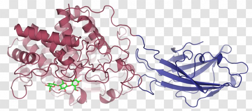 Cellulase Enzyme Trichoderma Viride Cellulose Glucan - Frame - Fungus Transparent PNG