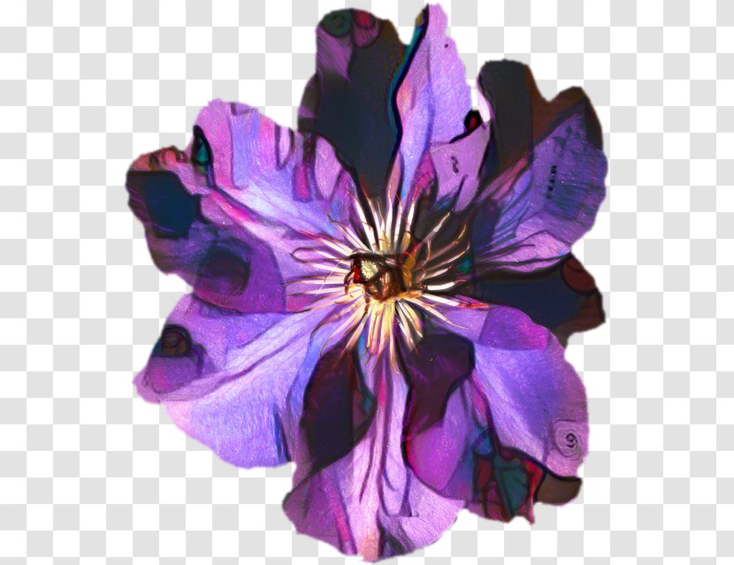 Violet Flower - Plant - Wildflower Clematis Transparent PNG