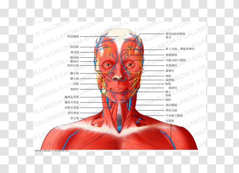 Head And Neck Anatomy Muscle Anterior Triangle Of The - Frame - Bloodstain Transparent PNG