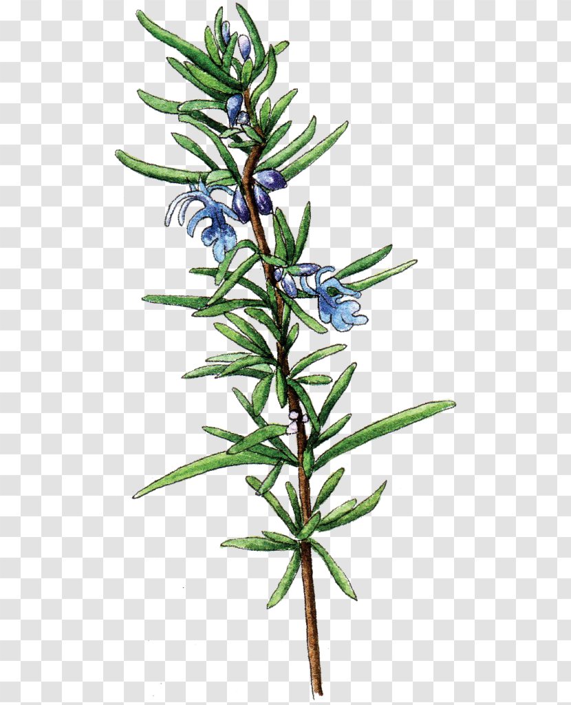 Berkeley Horticultural Nursery Rosemary Larch Herb Food - Twig - Plant Stem Transparent PNG