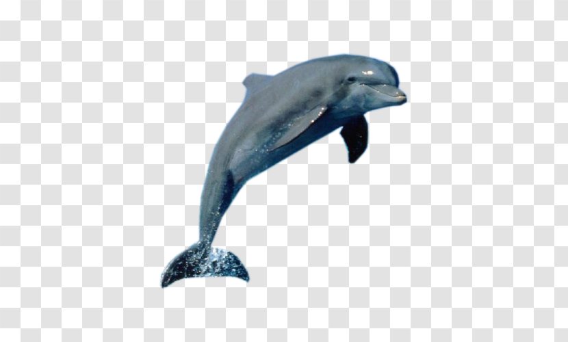 La Plata Dolphin Killer Whale Cetacea - Whales Dolphins And Porpoises - Show Transparent PNG