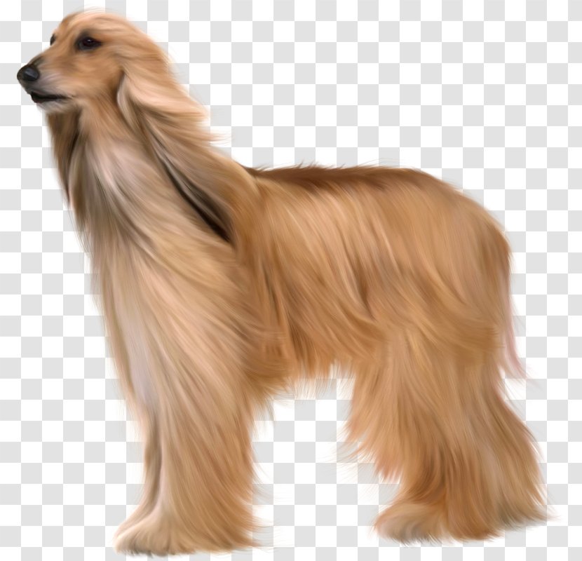 Afghan Hound Samoyed Dog Kuchi Azawakh Dogue De Bordeaux - Ancient Breeds Transparent PNG