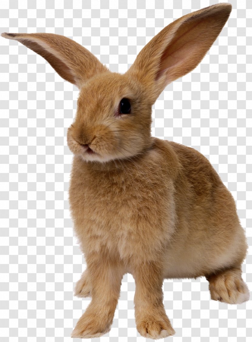 Easter Bunny Rabbit - Rabits And Hares - Image Transparent PNG