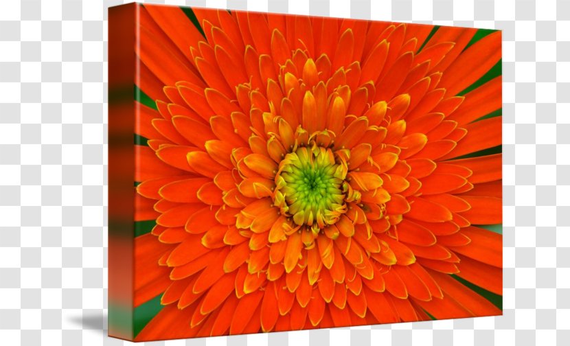 Rosley Gallery Wrap Transvaal Daisy Canvas English Marigold - Chrysanths - Dahlia Painting Transparent PNG