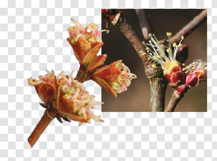 Flower Tree Silver Maple Bud Twig - Blossom Transparent PNG