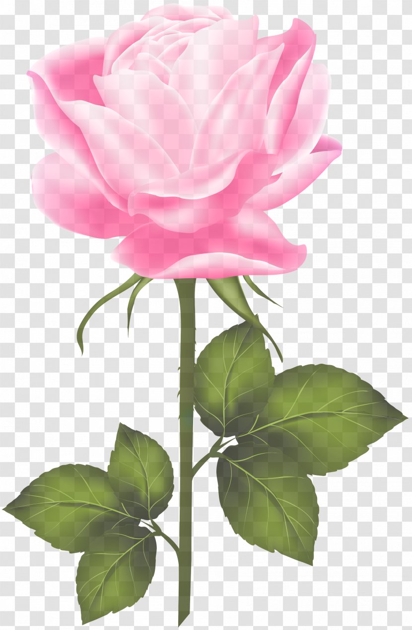 Garden Roses - Rose Family - Common Peony Transparent PNG