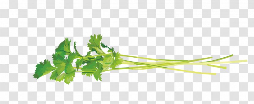 Vector Coriander Leaves - Vegetable - Twig Transparent PNG