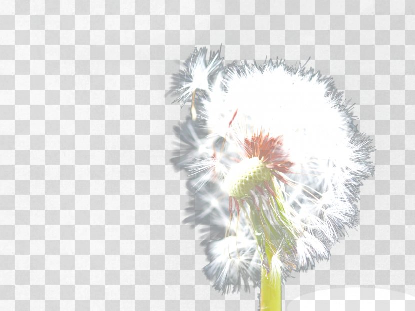 Common Dandelion Download - Flowering Plant - White Romantic Transparent PNG