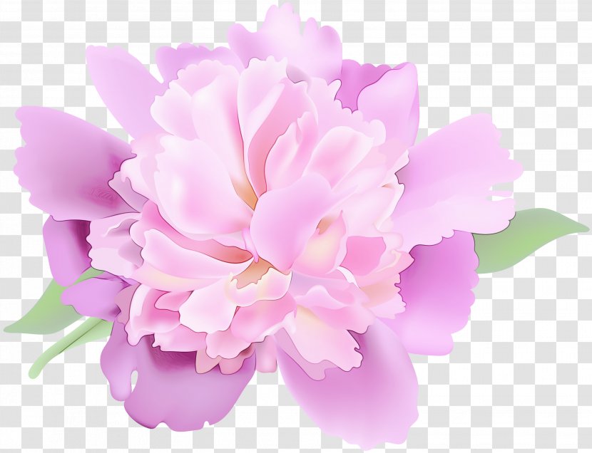 Watercolor Pink Flowers - Paint - Chinese Peony Lilac Transparent PNG