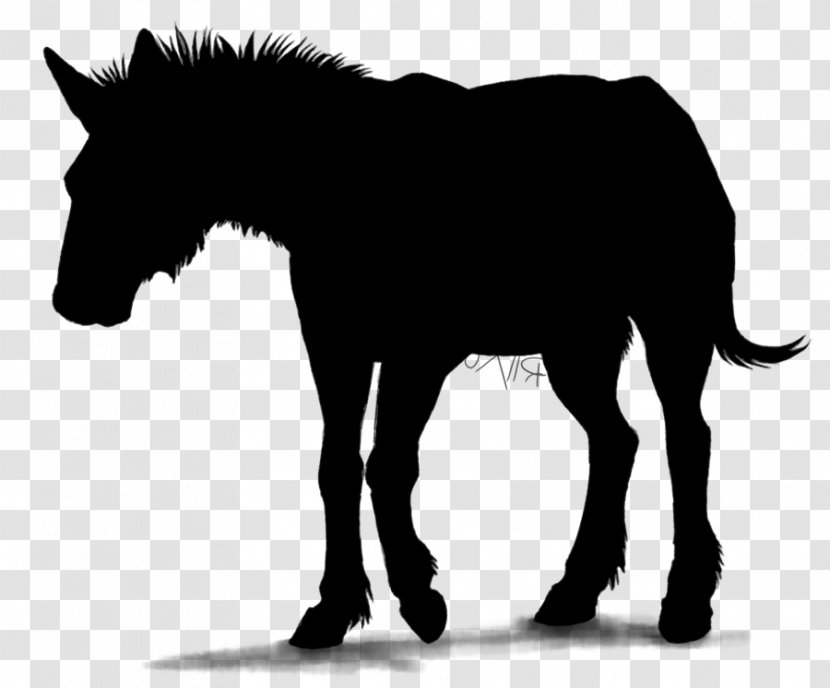 Mule Stallion Horse Foal Colt - Animal Figure Transparent PNG