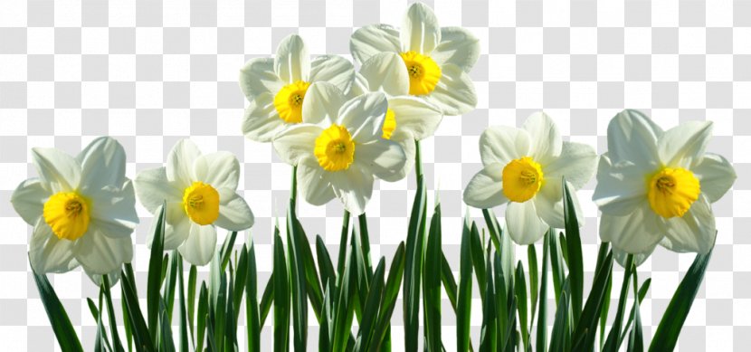 Daffodil Pink Flowers Plant Stem Tulip - Leaf - Greece Orange Yellow And Their Names Transparent PNG