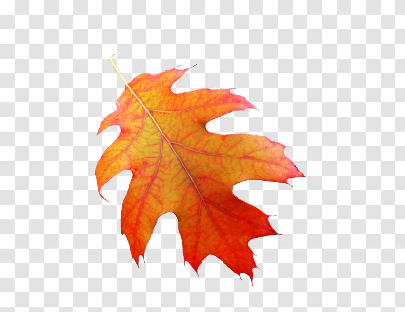 Glogster Ec, Inc Thanksgiving Day Holiday - Fall Leaves Transparent PNG