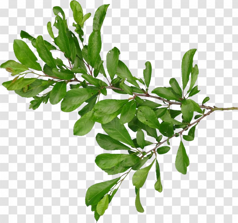 Branch Leaf - Potted Plant Transparent PNG
