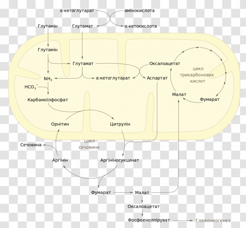 Wikimedia Commons Rendering - Urea Cycle - Diagram Transparent PNG