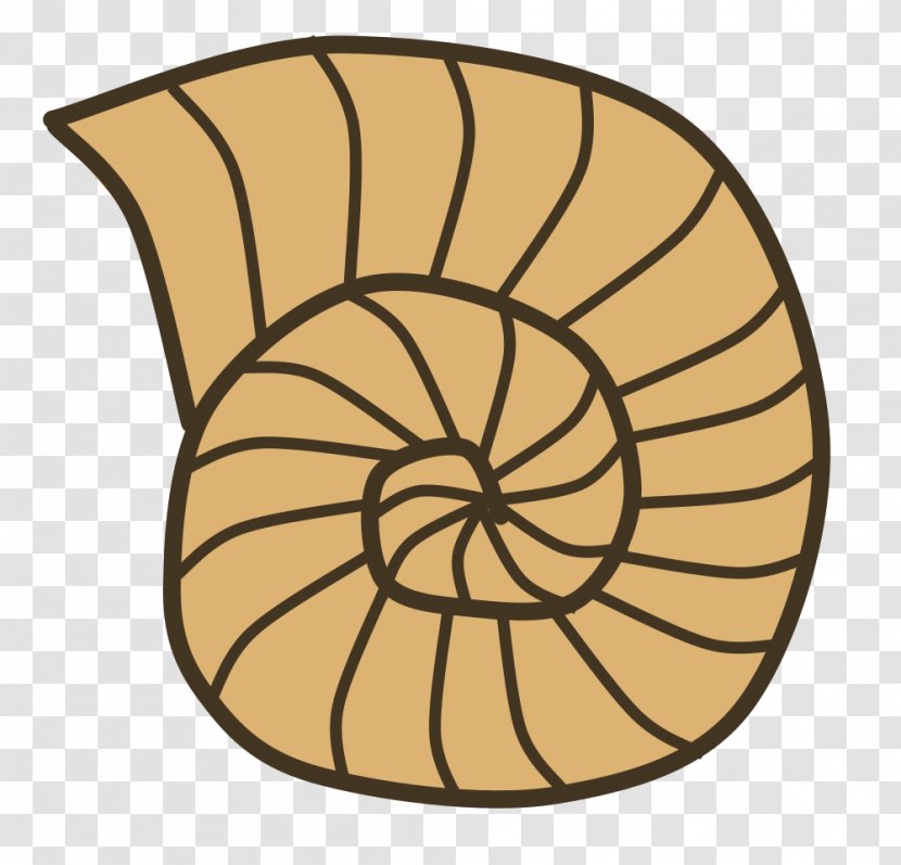 Clip Art Fossil Openclipart Seashell Ammonites - Small Sea Shells Identification Transparent PNG