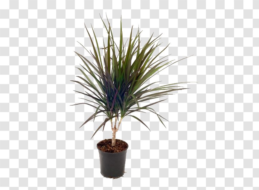 Yucca Rostrata Houseplant Tree - Grass Family - Plant Transparent PNG