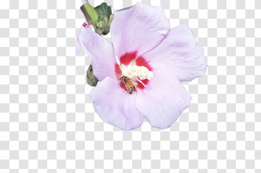 Flower Petal Pink Plant Hawaiian Hibiscus - Tree Mallow - Family Transparent PNG