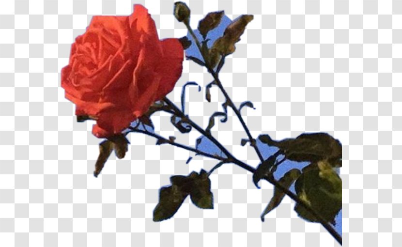 Flowers Background - Blue Rose - Plant Stem Artificial Flower Transparent PNG