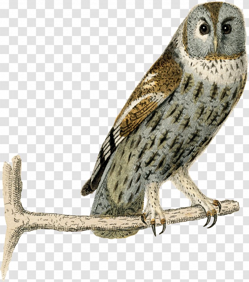 Great Grey Owl Fauna Beak Falcon - Bird Transparent PNG