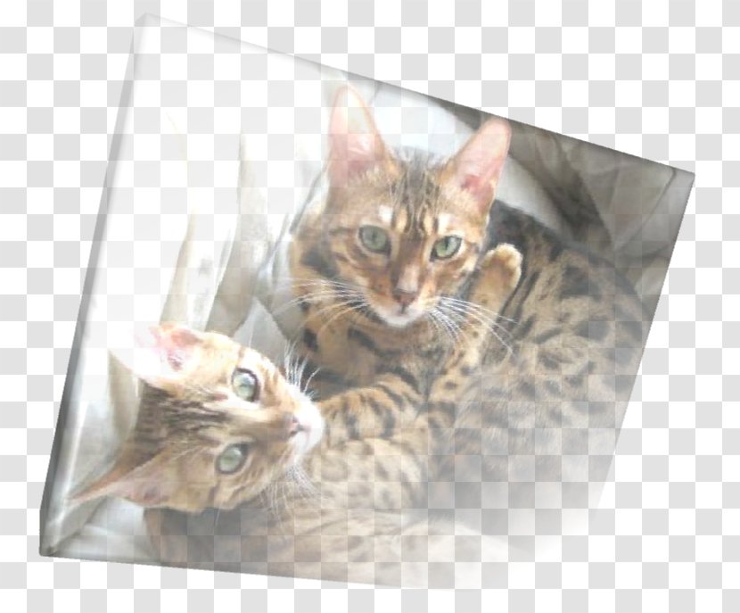 Bengal Cat Toyger Tabby Whiskers Fauna - Small To Medium Sized Cats - Ear Mites Transparent PNG