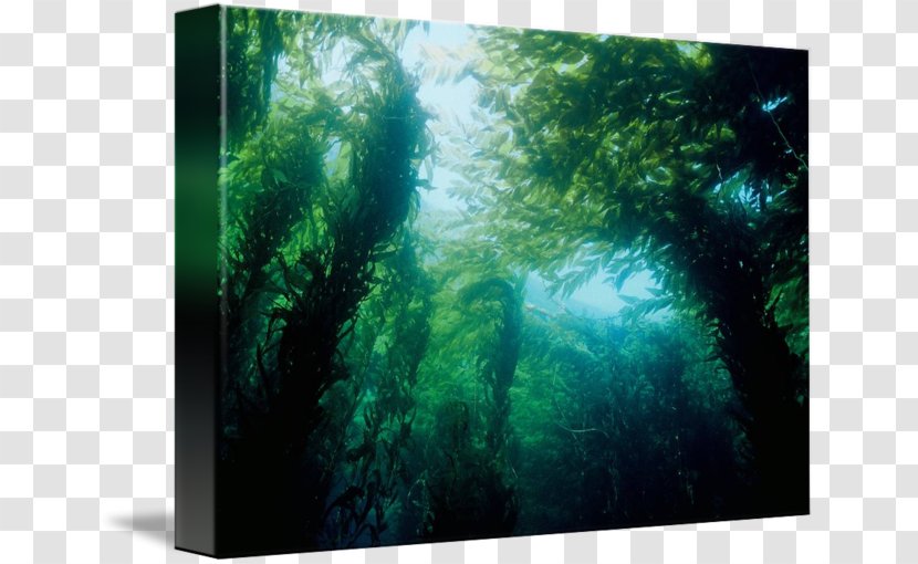 Giant Kelp Aquariums Biome Nature - Underwater Transparent PNG