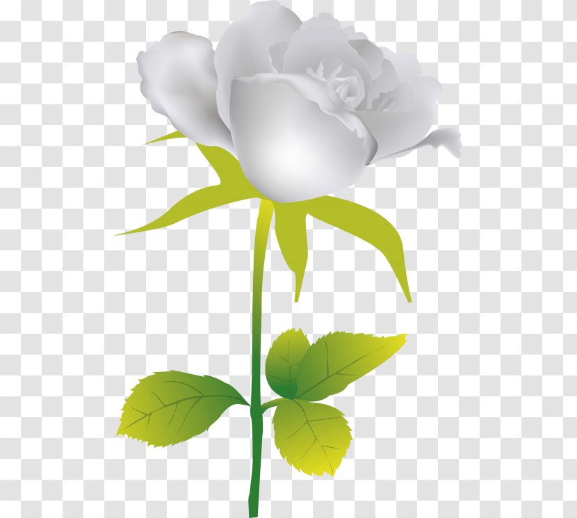 Garden Roses Flower - Rose Order Transparent PNG