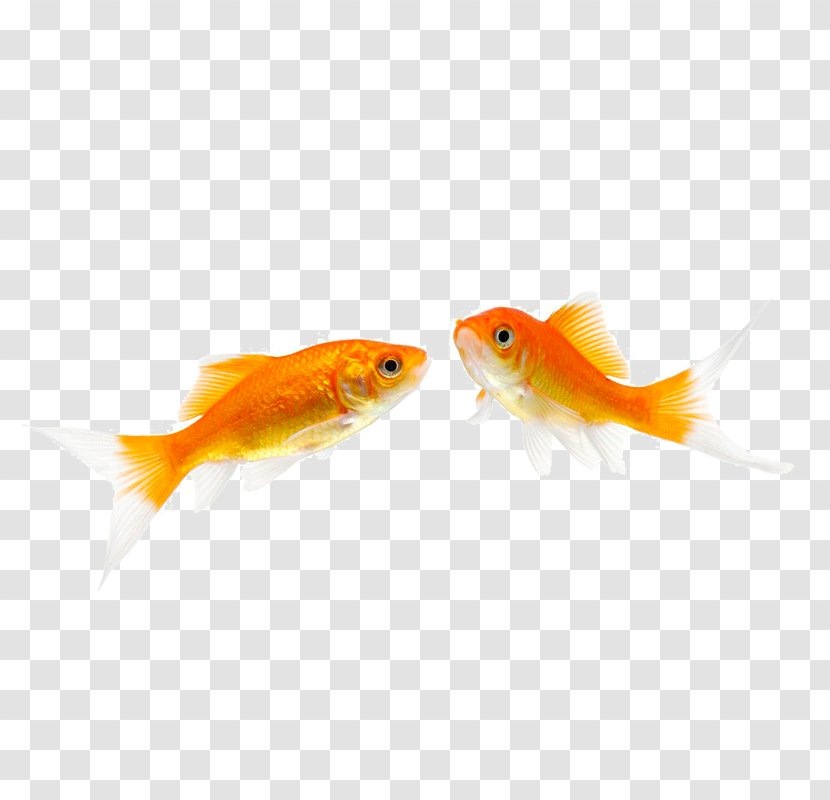 Fantail Fish Pet Stock Photography - Aquarium - One Pair Of Swimming Transparent PNG