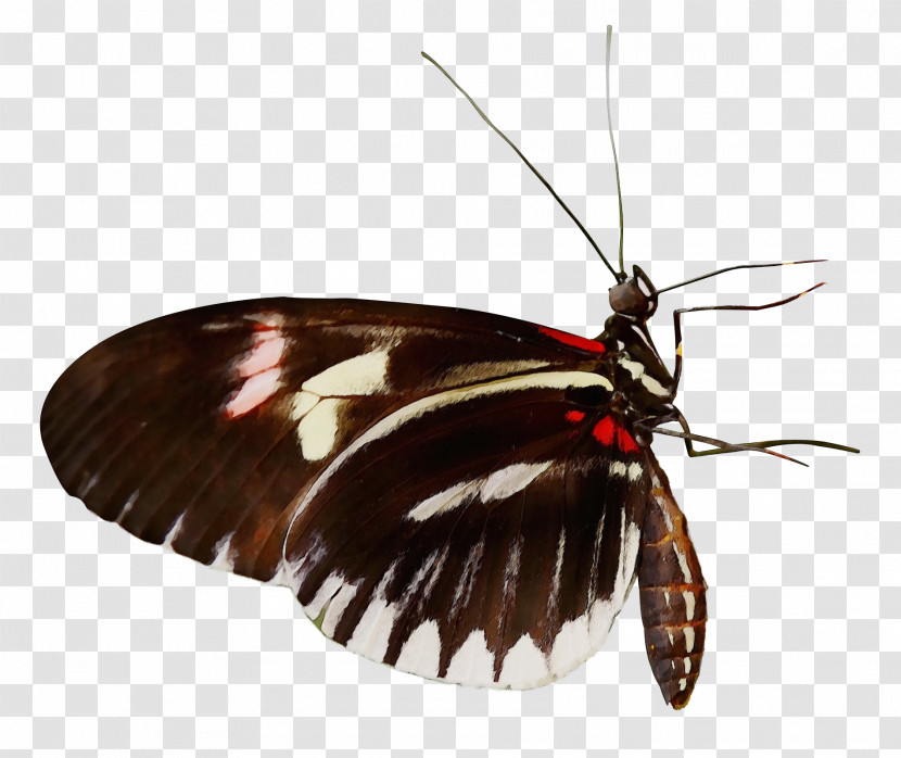 Moths And Butterflies Insect Butterfly Zebra Longwing Moth Transparent PNG