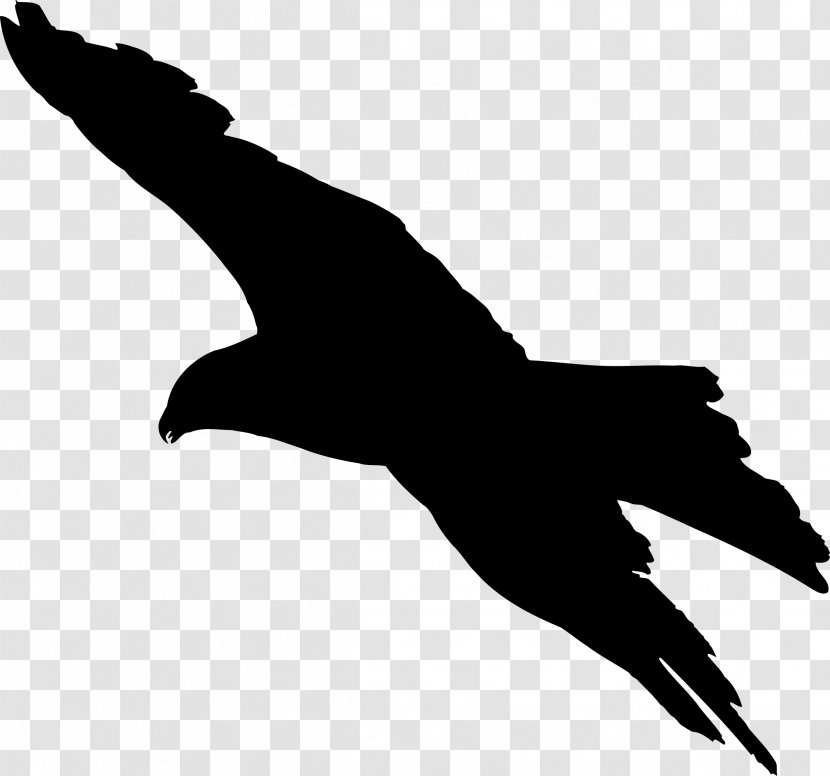 Bald Eagle Bird Silhouette Clip Art - Vector Kite Transparent PNG