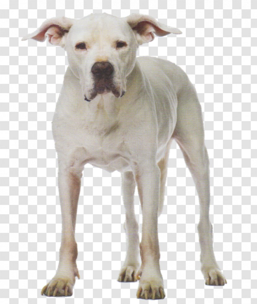 Dogo Argentino Dog Breed American Pit Bull Terrier Cordoba Fighting Bulldog - Gull Dong - Infographic Transparent PNG