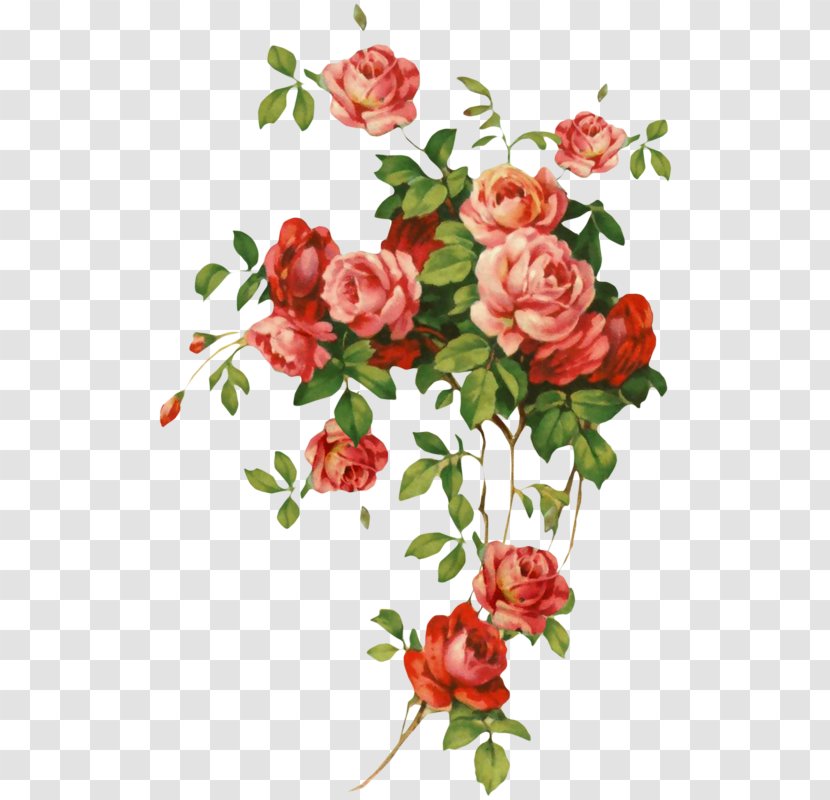 Garden Roses - Rose Family Cut Flowers Transparent PNG