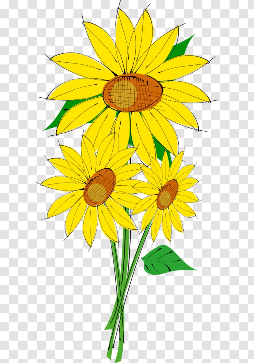 Common Sunflower Download Clip Art - Blog - Sun Flower Clipart Transparent PNG