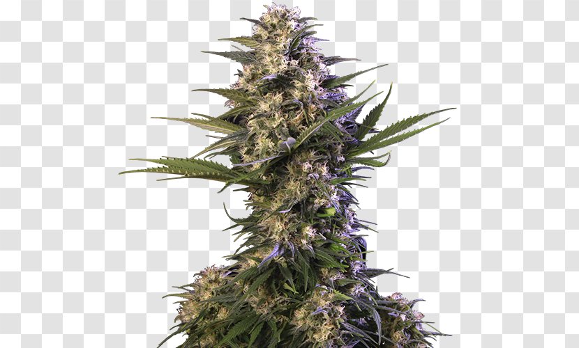 Autoflowering Cannabis Seed Blue Dream Ruderalis - Cannabidiol Transparent PNG