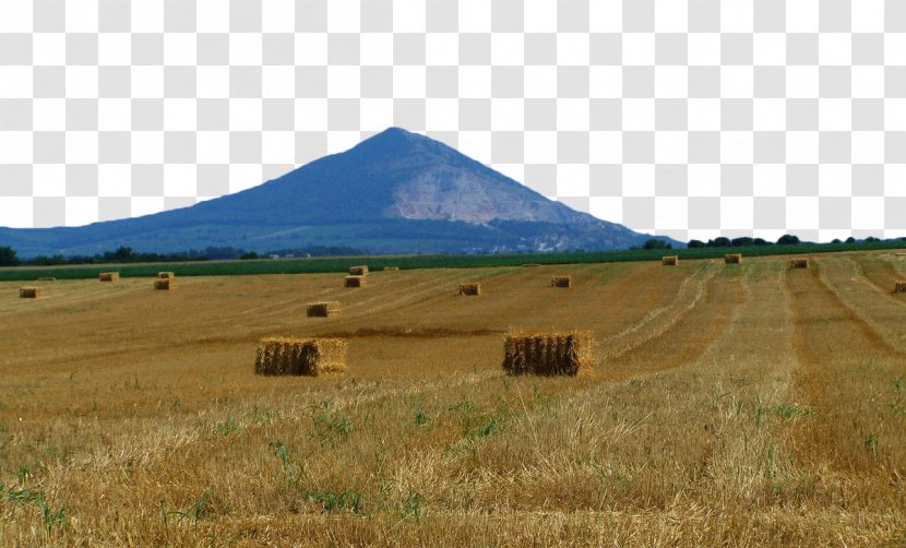 Wheat Cereal Agriculture Combine Harvester - Landscape - Gold And Transparent PNG