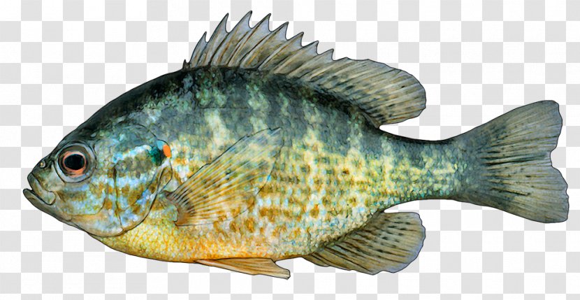 White Bass Tilapia Pumpkinseed Hybrid Striped Fishing - Perch - Lepomis Transparent PNG